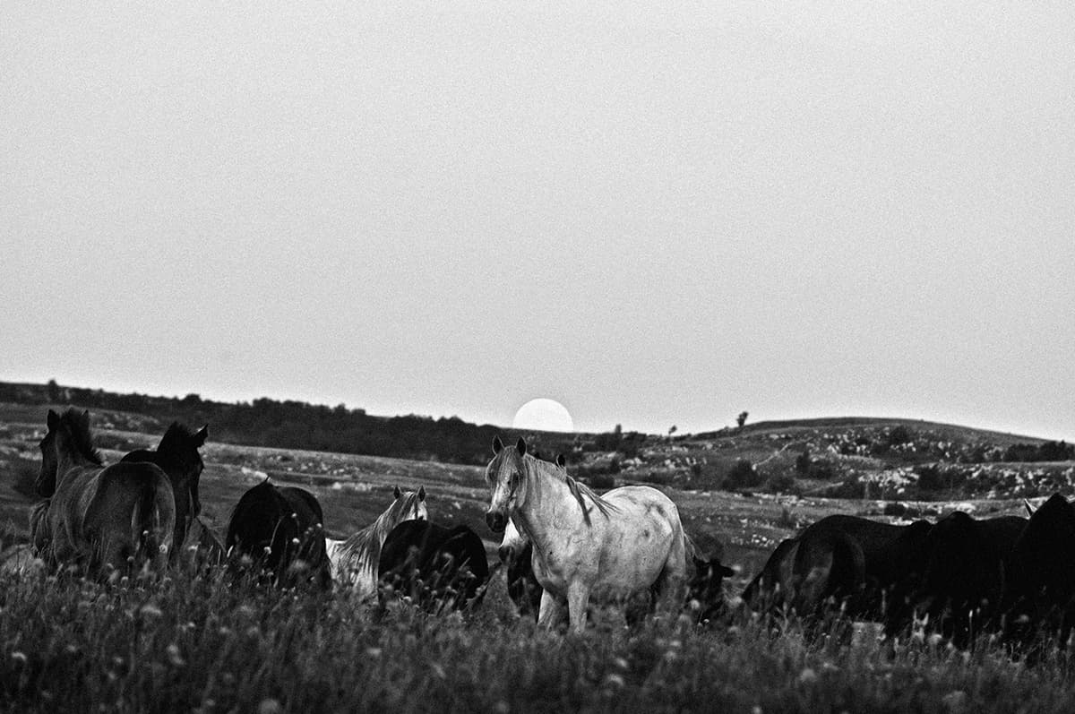 Wild Horses, photograph 22 of 25