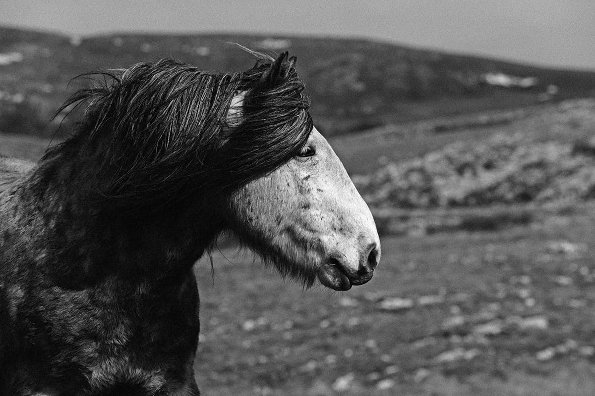 Wild Horses, photograph 21 of 25