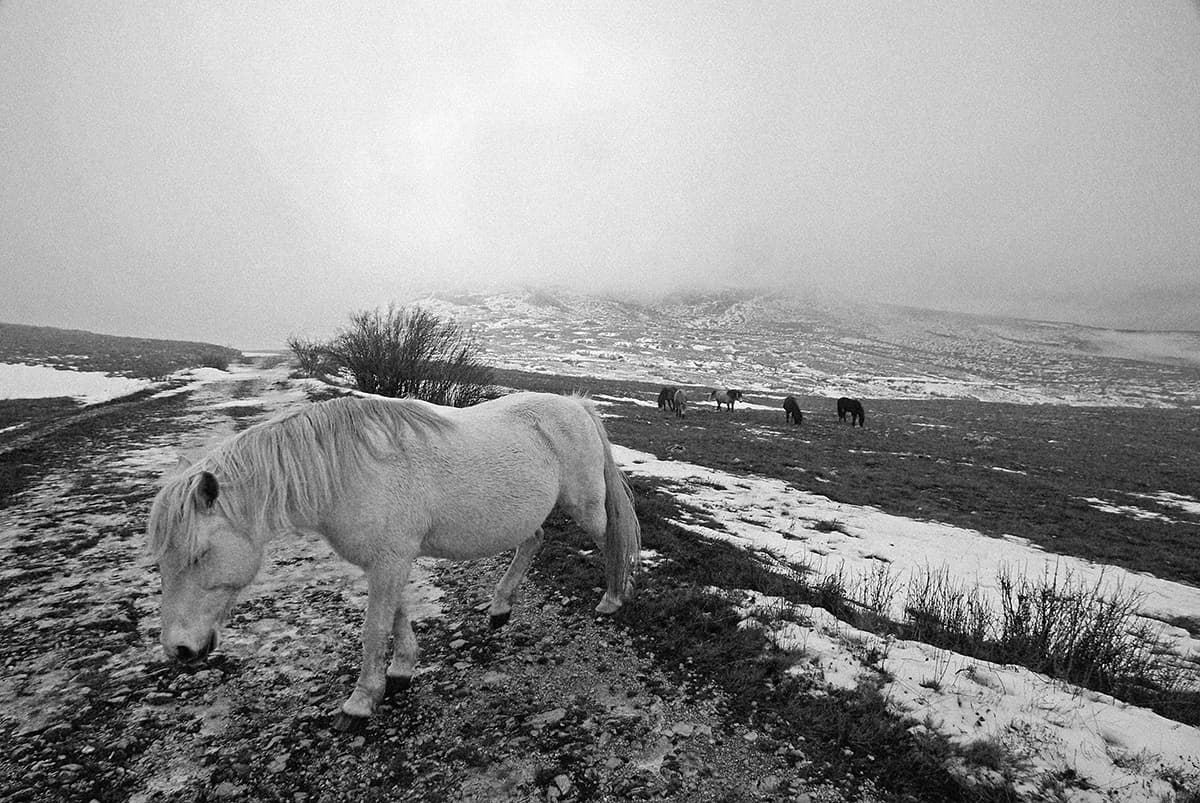 Wild Horses, photograph 25 of 25
