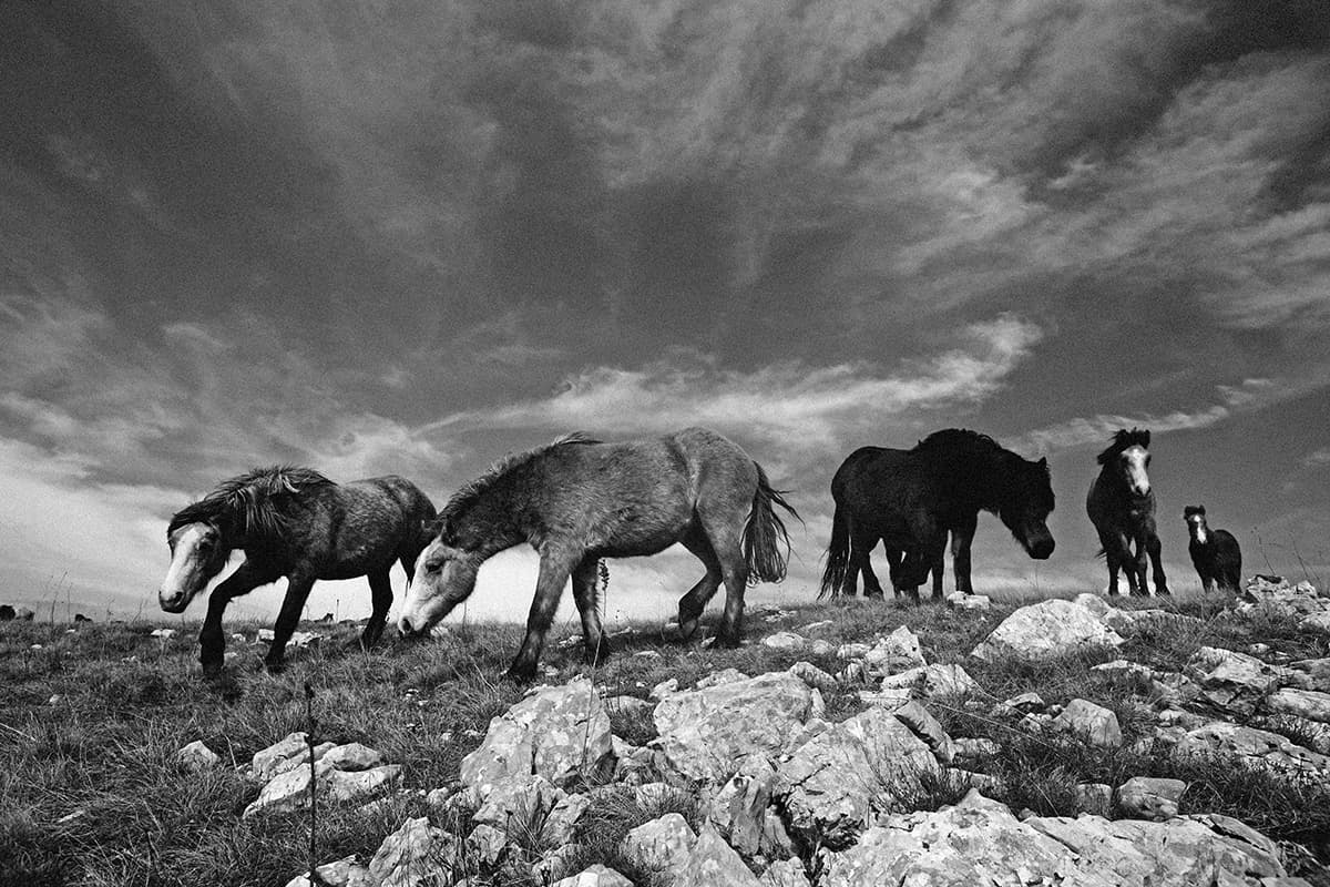 Wild Horses, photograph 20 of 25