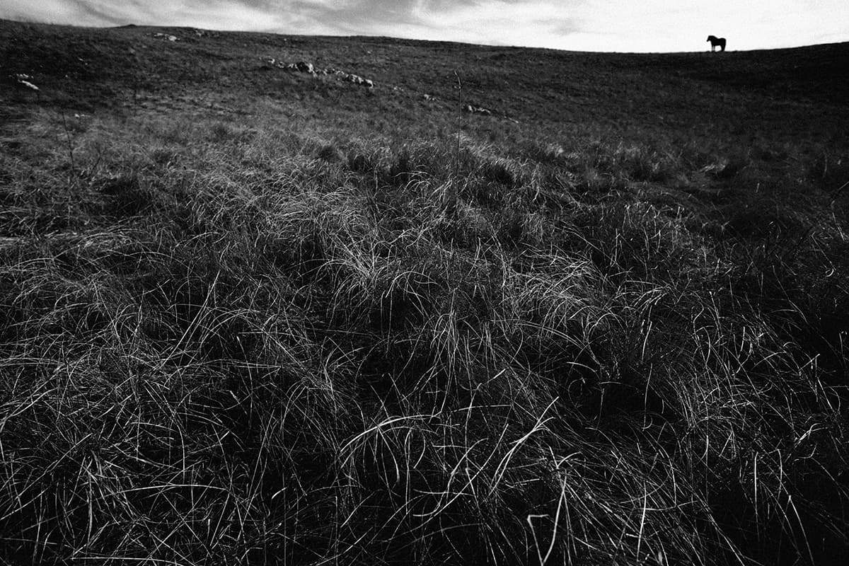 Wild Horses, photograph 19 of 25
