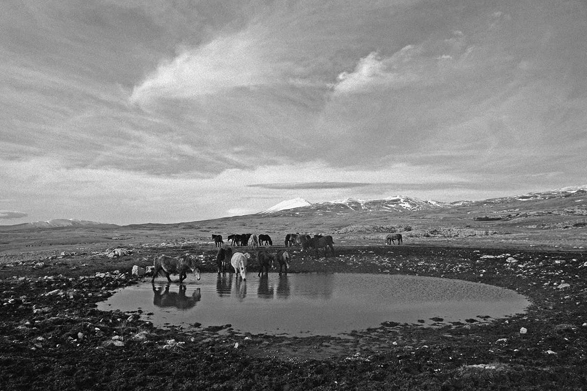Wild Horses, photograph 17 of 25