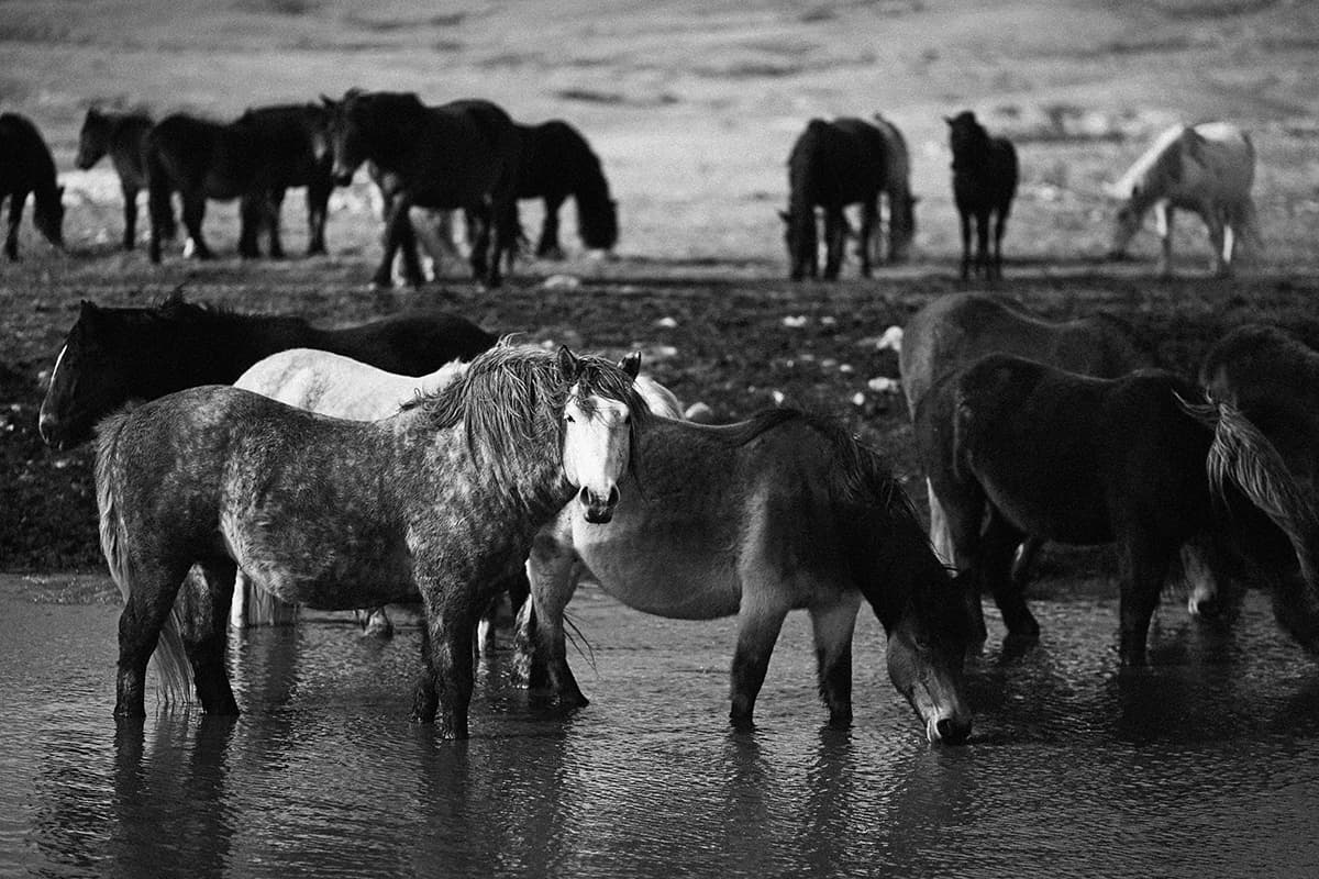 Wild Horses, photograph 16 of 25