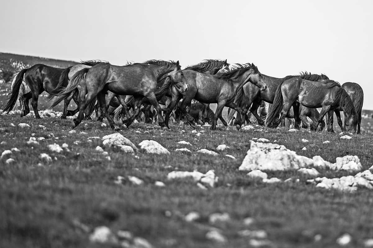 Wild Horses, photograph 15 of 25