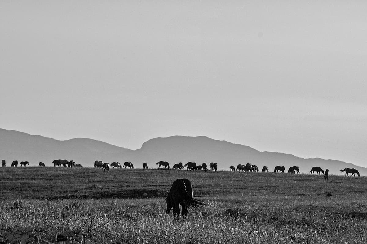 Wild Horses, photograph 24 of 25