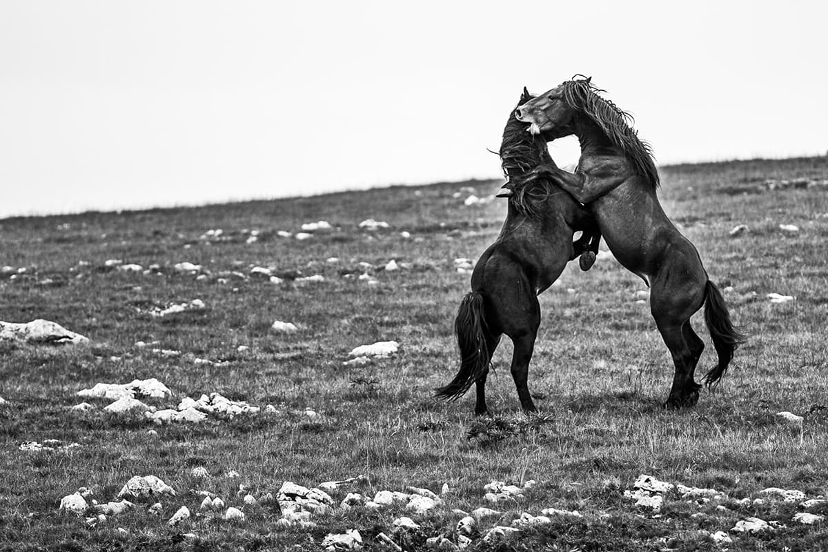 Wild Horses, photograph 14 of 25