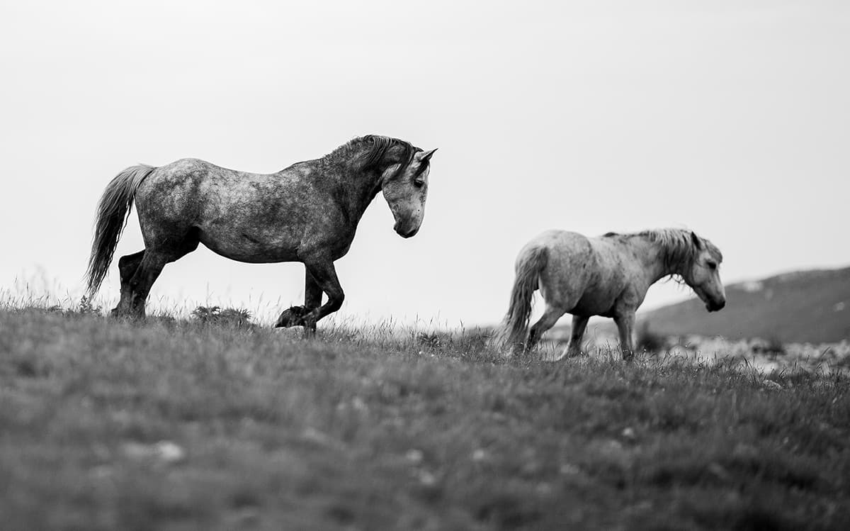 Wild Horses, photograph 13 of 25