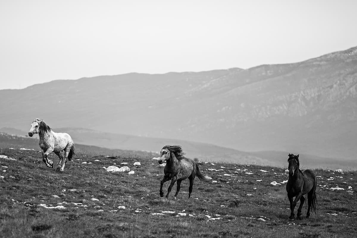 Wild Horses, photograph 12 of 25