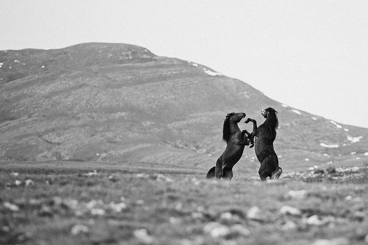 Wild Horses, photograph 11 of 25