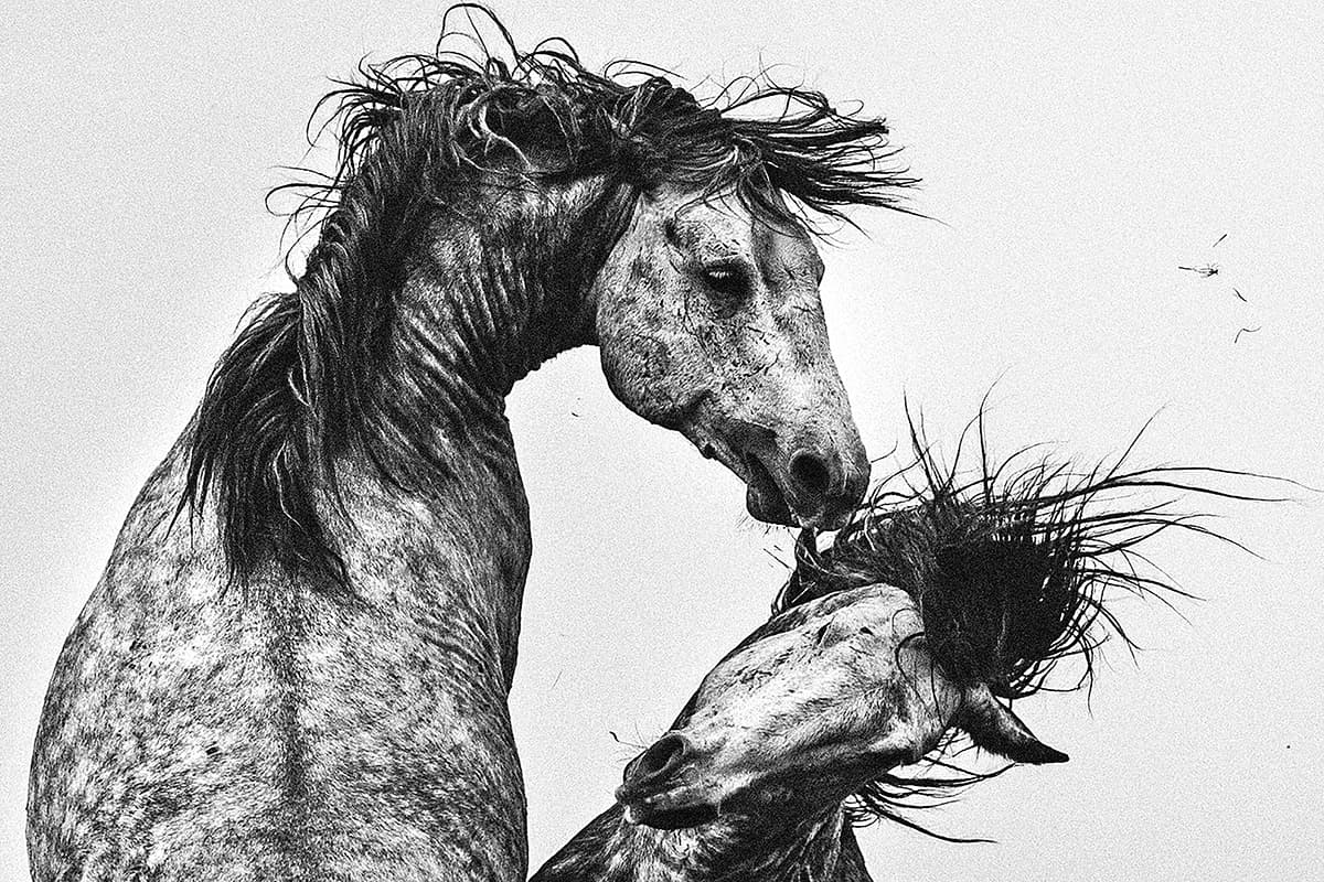 Wild Horses, photograph 10 of 25