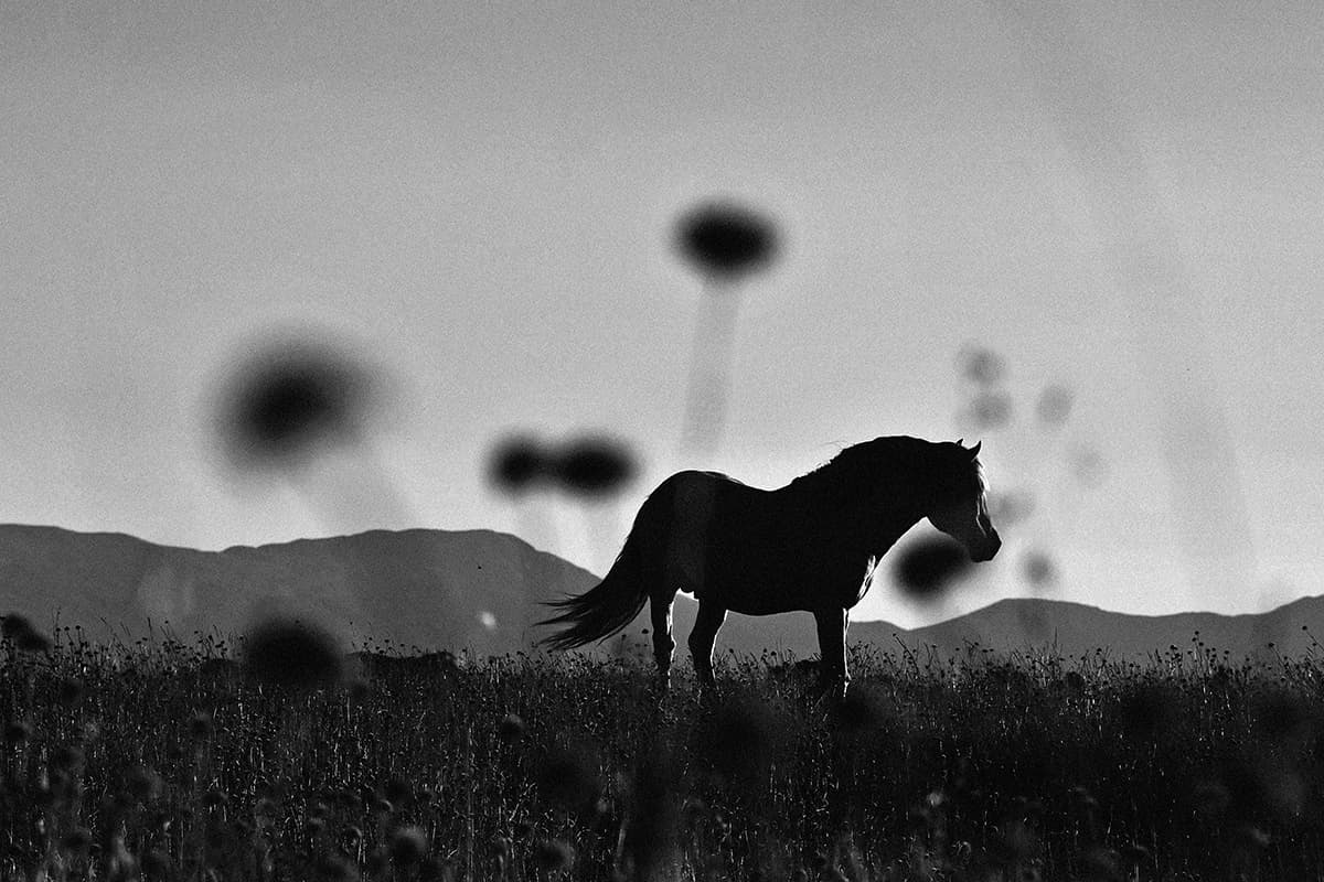 Wild Horses, photograph 23 of 25