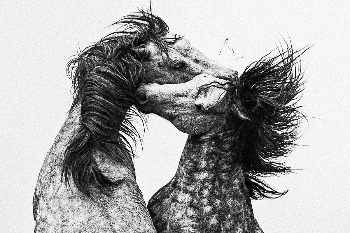 Wild Horses, photograph 9 of 25