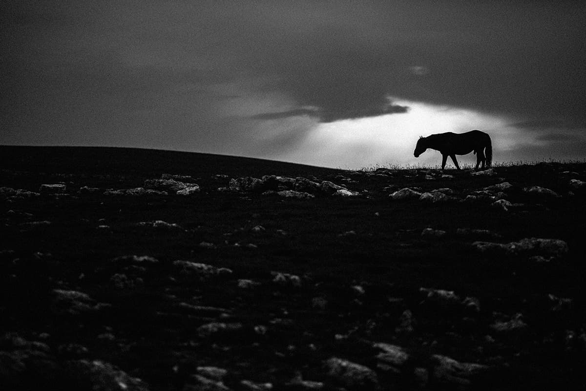 Wild Horses, photograph 8 of 25