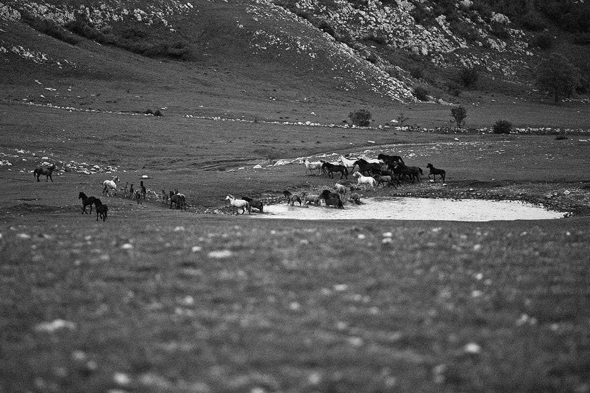 Wild Horses, photograph 7 of 25