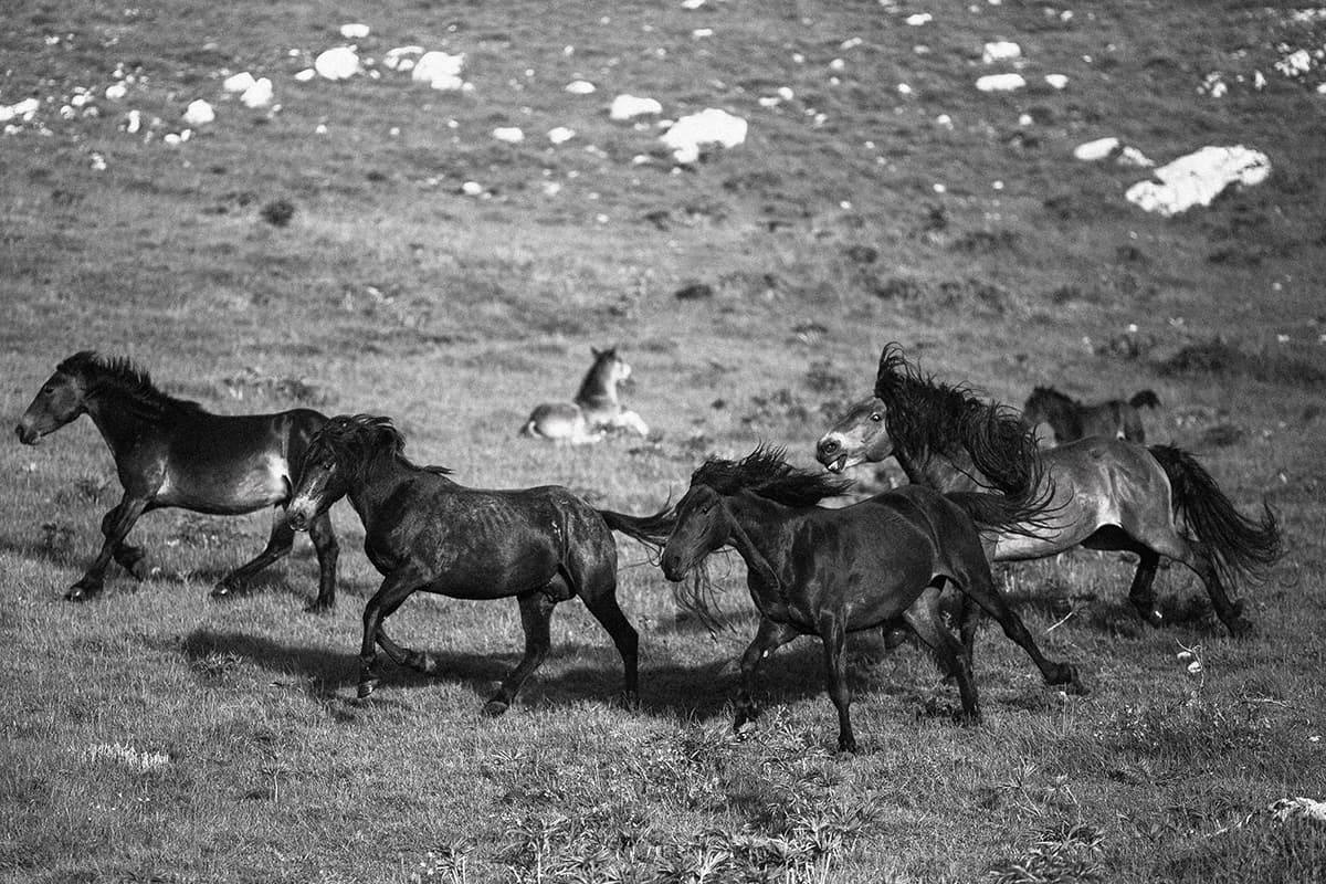Wild Horses, photograph 6 of 25