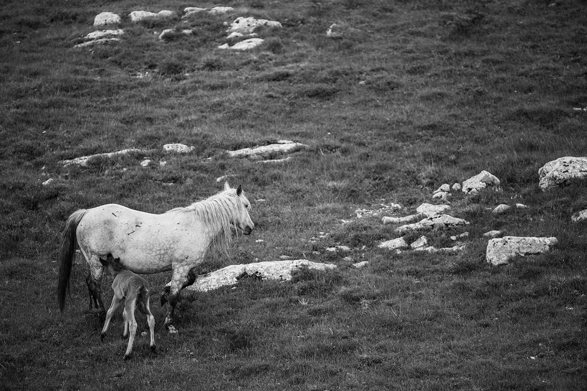Wild Horses, photograph 5 of 25