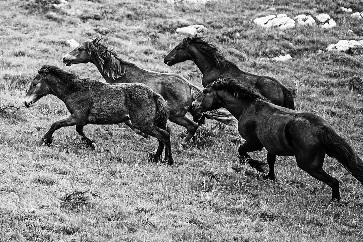 Wild Horses, photograph 4 of 25