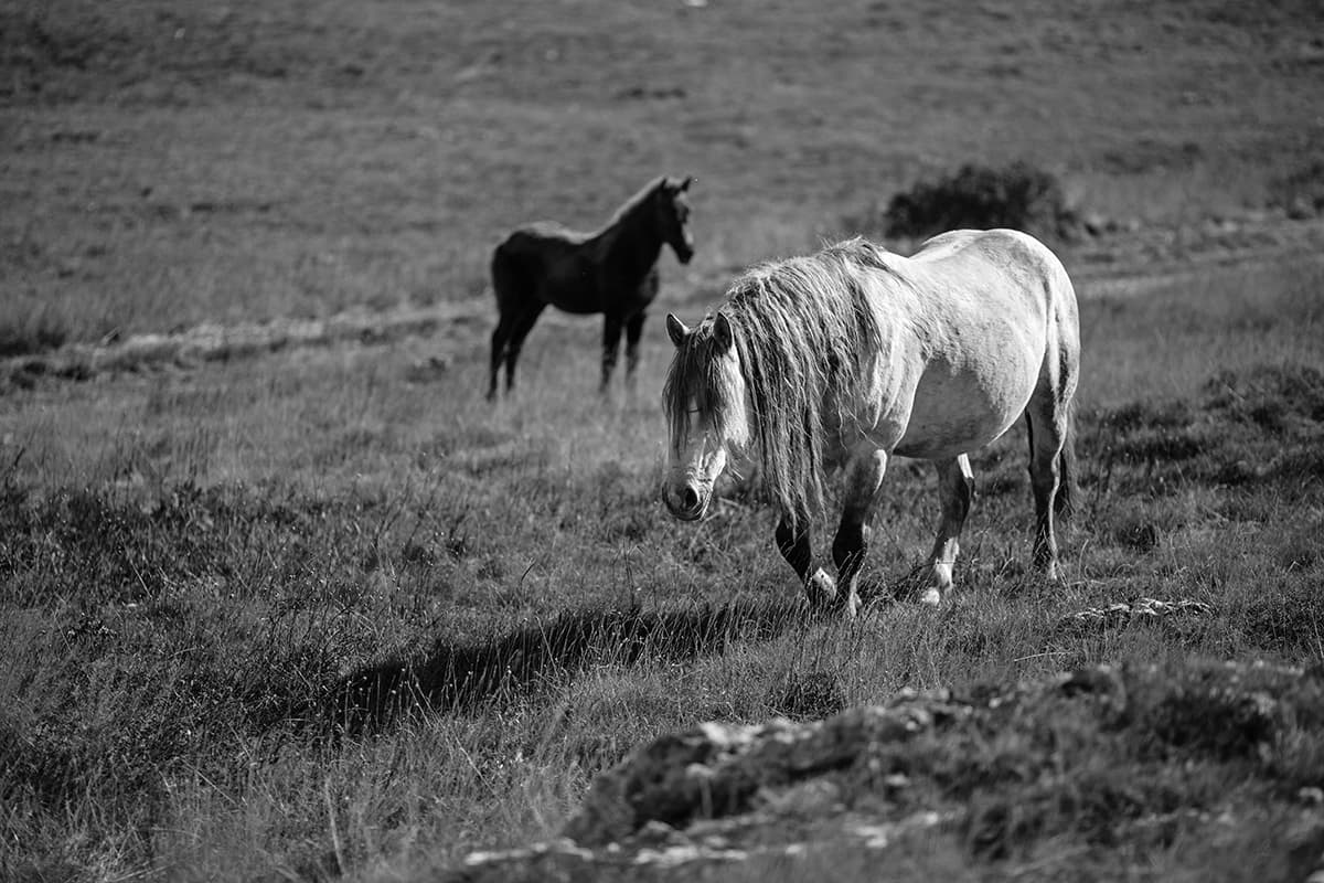 Wild Horses, photograph 3 of 25
