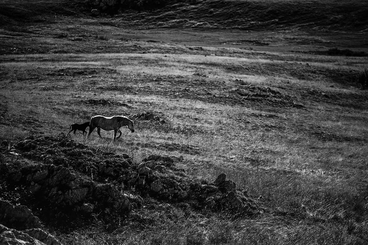 Wild Horses, photograph 2 of 25