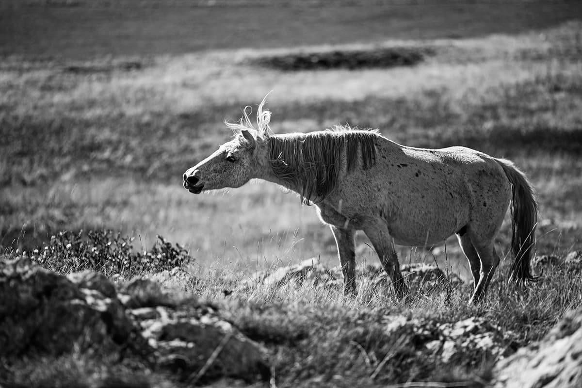 Wild Horses, photograph 1 of 25