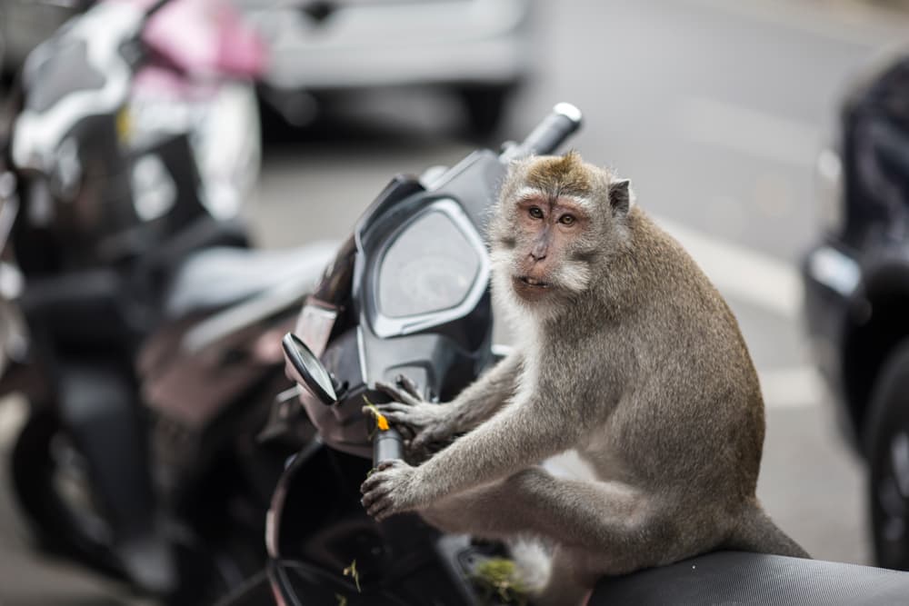 BALI - perfectly disorganised, photograph 5 of 12