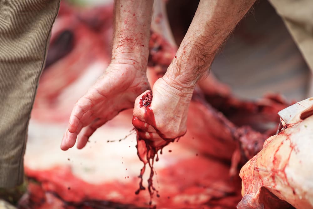 Feast of the sacrifice, photograph 6 of 9