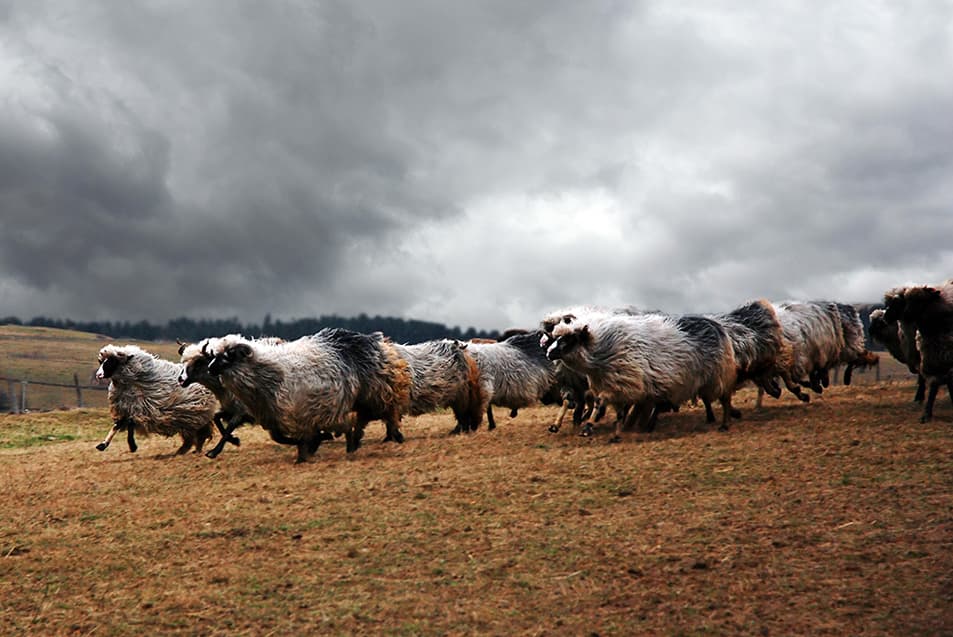 Photograph 18 of 20 by Haris Calkic