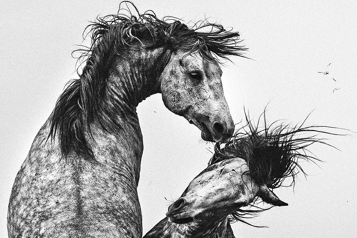 Konji_Krug (49 of 63)