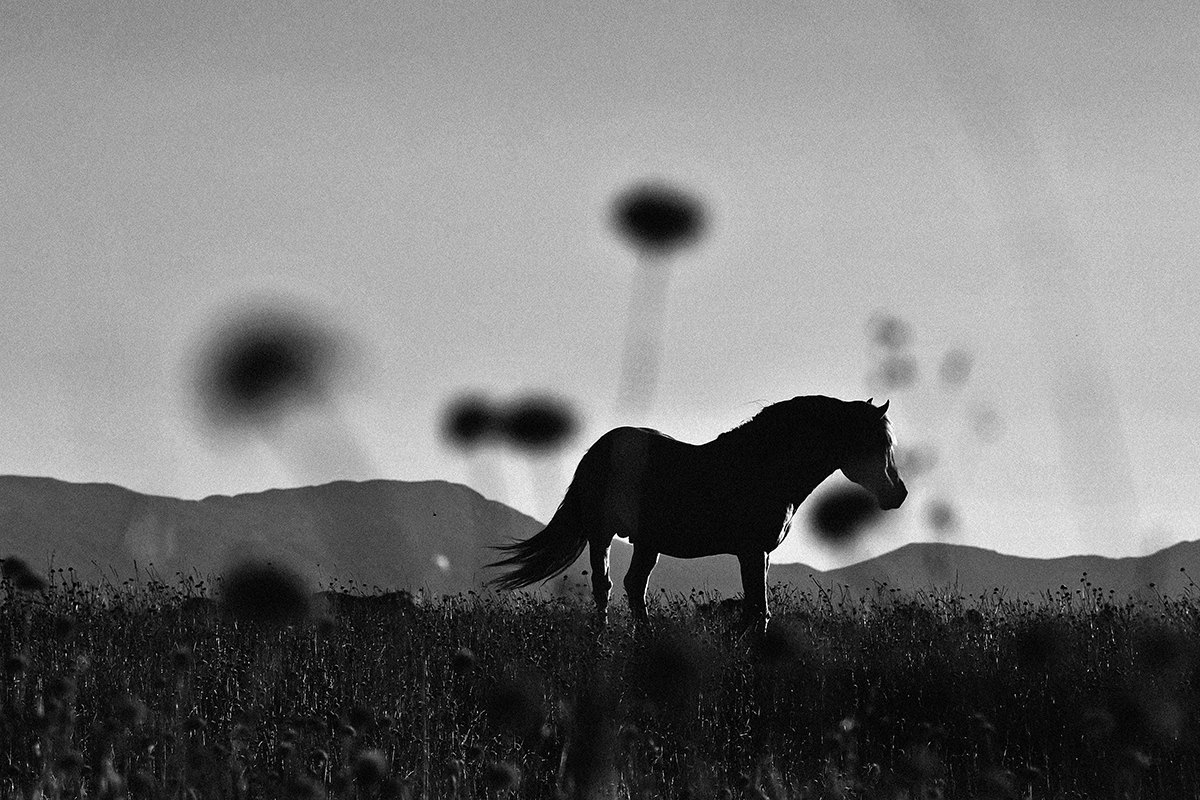 Konji_Krug (5 of 63)