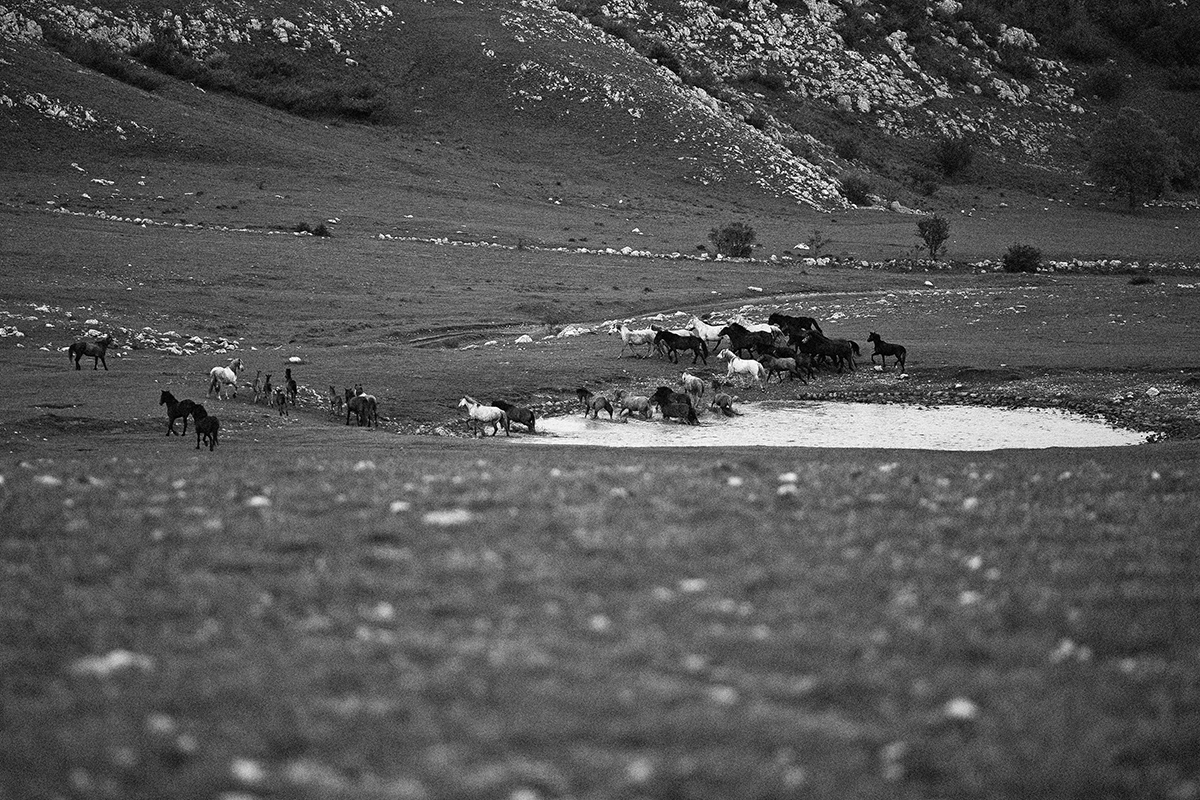 Konji_Krug (52 of 63)