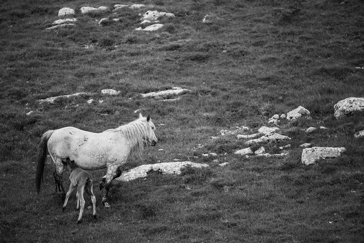 Konji_Krug (58 of 63)